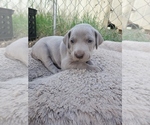 Small Photo #8 Weimaraner Puppy For Sale in ORLAND, CA, USA