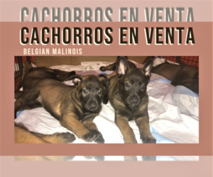 Belgian Malinois Puppy for sale in HILLSBORO, OR, USA