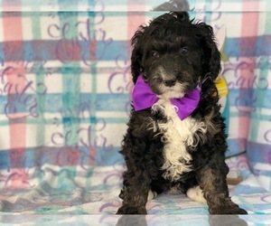 Bernedoodle Puppy for sale in LANCASTER, PA, USA