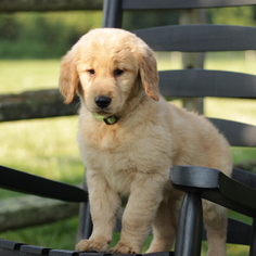 Golden Retriever Puppy for sale in GAP, PA, USA
