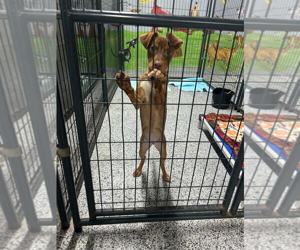 Medium Photo #2 Mutt Puppy For Sale in Canton, CT, USA