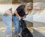 Small #1 Labrador Retriever Mix