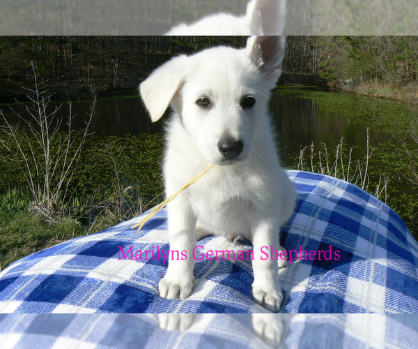 Medium Photo #4 German Shepherd Dog Puppy For Sale in PIEDMONT, MO, USA
