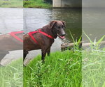 Small Photo #4 Labrador Retriever-Unknown Mix Puppy For Sale in Germantown, OH, USA