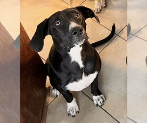 Medium Labrador Retriever Mix