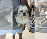Small #4 Shih Tzu Mix