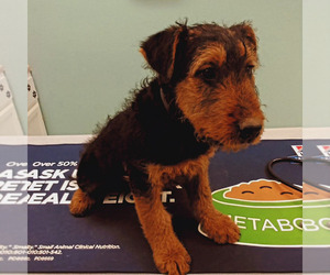 Airedale Terrier Puppy for Sale in NEW SALEM, North Dakota USA