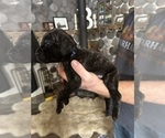 Small #2 Mastiff