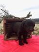Small Photo #5 Labrottie Puppy For Sale in PORT ROYAL, PA, USA