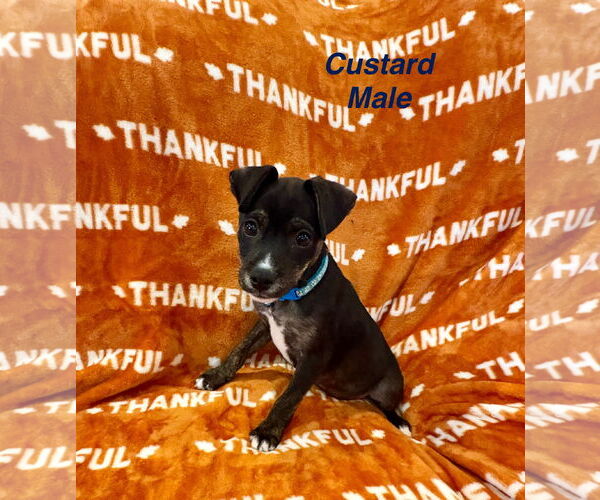 Medium Photo #1 Chiweenie Puppy For Sale in Jackson Township, NJ, USA