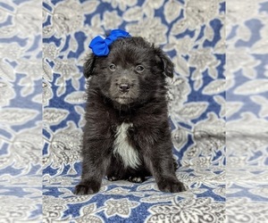 American Eskimo Dog-Border Collie Mix Puppy for sale in QUARRYVILLE, PA, USA