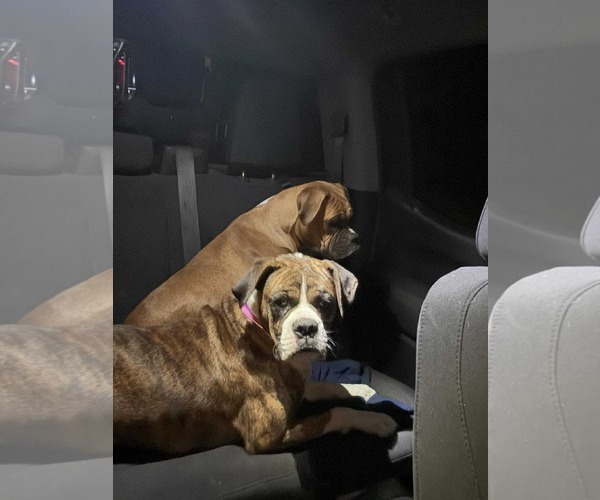 Medium Photo #3 Boxer Puppy For Sale in Dumont, NJ, USA