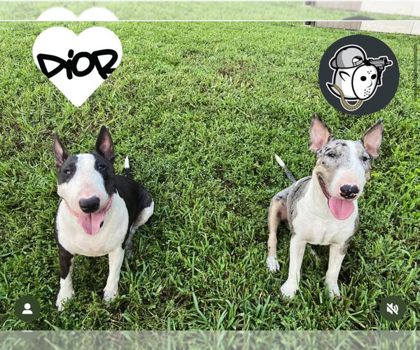 Medium Photo #1 Bull Terrier Puppy For Sale in PEMBROKE PINES, FL, USA
