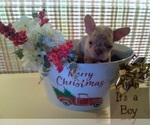 Small Photo #12 French Bulldog Puppy For Sale in GULLIVER, MI, USA