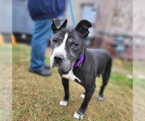 American Staffordshire Terrier Dogs for adoption in Caldwell, NJ, USA
