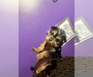 Yorkshire Terrier Puppy for sale in HYATTSVILLE, MD, USA