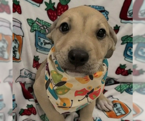Labrador Retriever-Unknown Mix Dogs for adoption in SHERBURNE, NY, USA