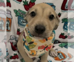 Small Labrador Retriever Mix