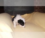 Small Photo #34 Border Collie Puppy For Sale in AIKEN, SC, USA