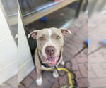 Small #4 American Pit Bull Terrier Mix