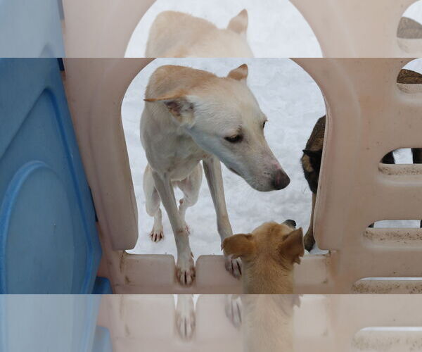 Medium Photo #10 Saluki-Whippet Mix Puppy For Sale in Sebec, ME, USA