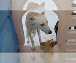 Small #9 Saluki-Whippet Mix