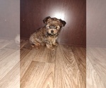 Puppy Lucky Yorkshire Terrier