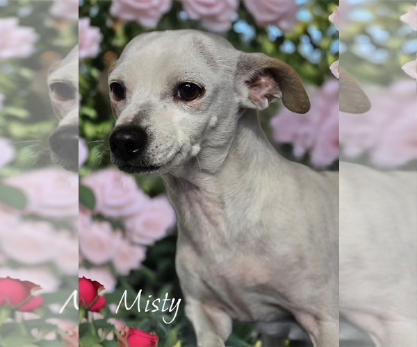 Medium Photo #2 Chihuahua Puppy For Sale in Phelan, CA, USA