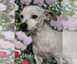 Small #1 Chihuahua