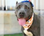 Small Mutt