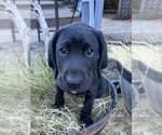 Puppy Cappy German Shorthaired Lab