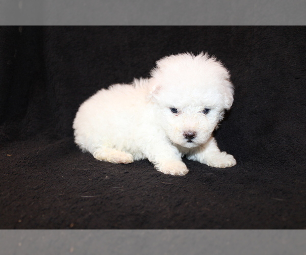 Medium Photo #4 Bichon Frise Puppy For Sale in BLOOMINGTON, IN, USA