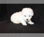 Small Photo #4 Bichon Frise Puppy For Sale in BLOOMINGTON, IN, USA