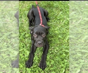 Cane Corso Puppy for Sale in ANDERSON, Indiana USA