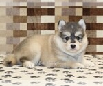 Small #1 Pomsky