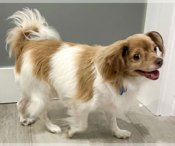 Medium Photo #5 Papillon-Unknown Mix Puppy For Sale in Corona, CA, USA