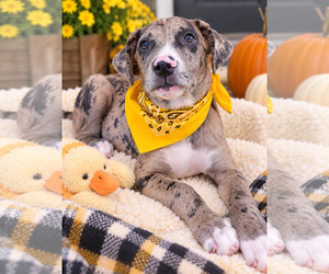 Diesel - Male Border Collie-Catahoula Leopard Dog Mix Dog for Adoption - Photo #2