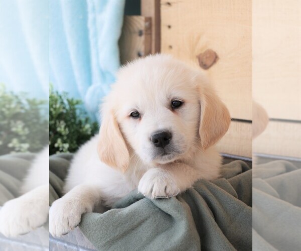 Medium Photo #9 Golden Retriever Puppy For Sale in SYRACUSE, IN, USA