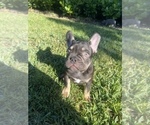 Puppy 1 French Bulldog