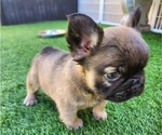 Small #6 French Bulldog