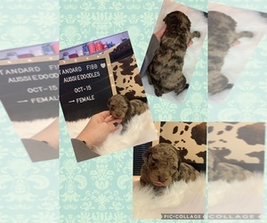 Aussiedoodle Puppy for sale in MASON, IL, USA