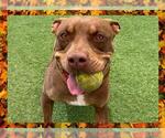 Small #4 American Pit Bull Terrier