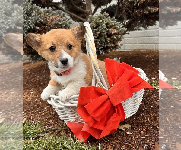 Medium Photo #1 Pembroke Welsh Corgi Puppy For Sale in MIDDLEBURY, IN, USA