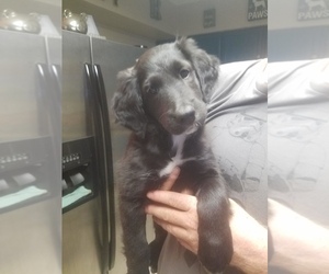 Border Collie-Goldendoodle Mix Puppy for sale in MOUNT DORA, FL, USA