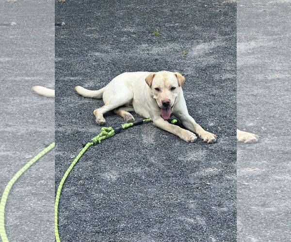 Medium Photo #4 Labrador Retriever-Unknown Mix Puppy For Sale in Woodbury, NY, USA