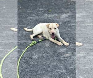 FINNLYN aka Charlie - Male Labrador Retriever-Unknown Mix Dog for Adoption - Photo #4