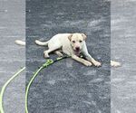 Small #3 Labrador Retriever Mix