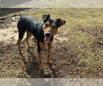 Small #12 Doberman Pinscher Mix