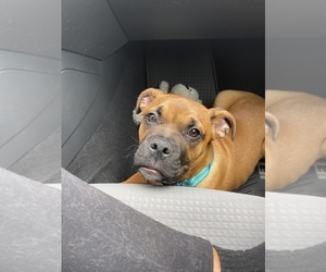 American Bull Dogue De Bordeaux-English Bulldog Mix Puppy for sale in NASHVILLE, TN, USA