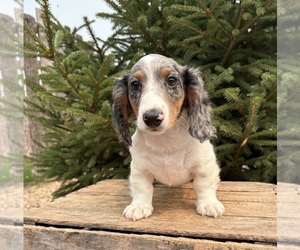 Dachshund Puppy for sale in MIDDLEBURY, IN, USA